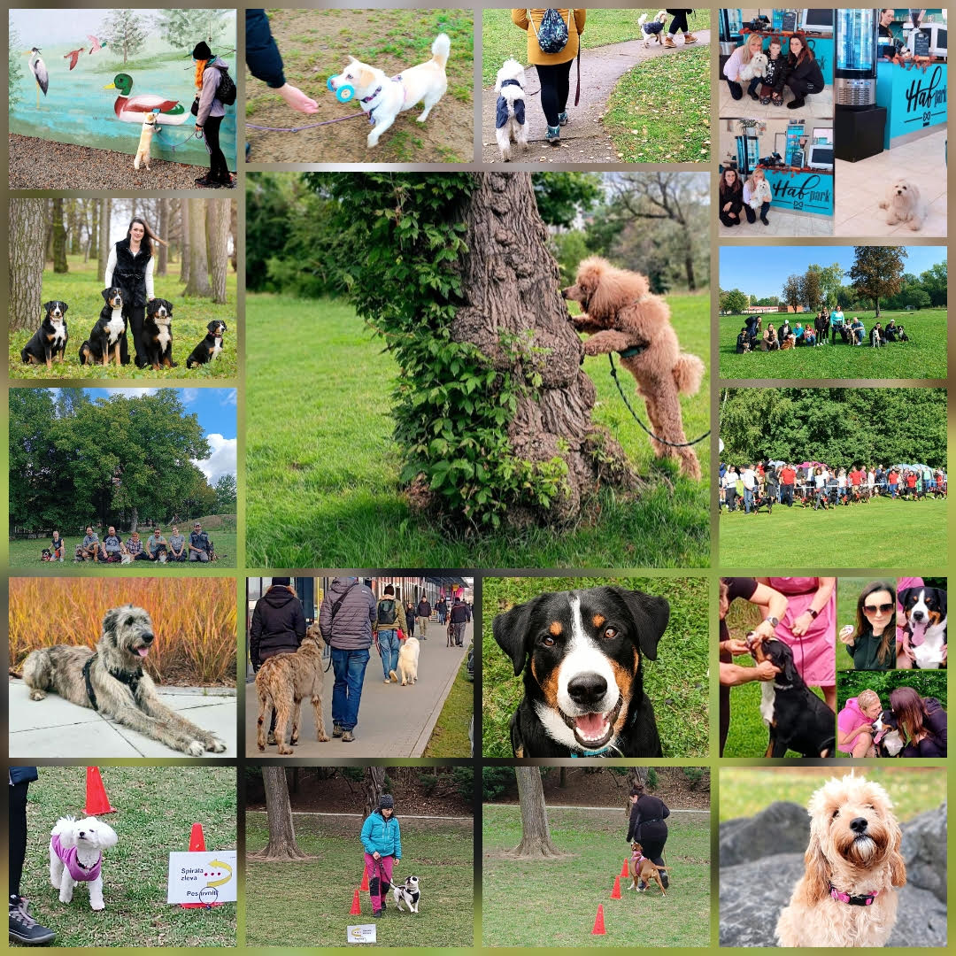 psí dobrodružství